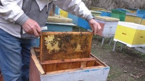 СТАРЫЕ ПЧЕЛЫ. Сокращение гнезда после них
