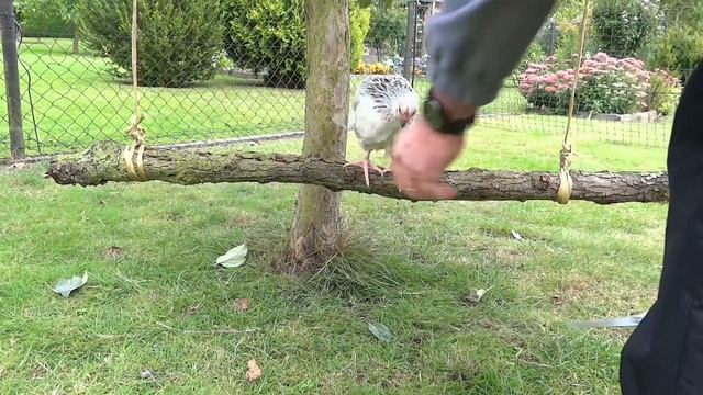 Faire une balançoire pour vos poules. Voici 2 exemples simples. смотреть онлайн