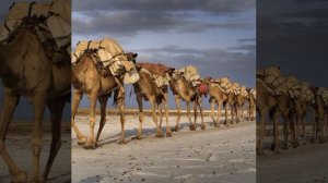 пустыня#жажда#верблюды#караван