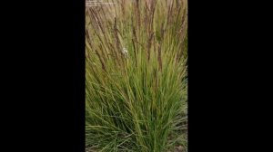 СЕСЛЕРИЯ  (SESLERIA)  сем. Злаки