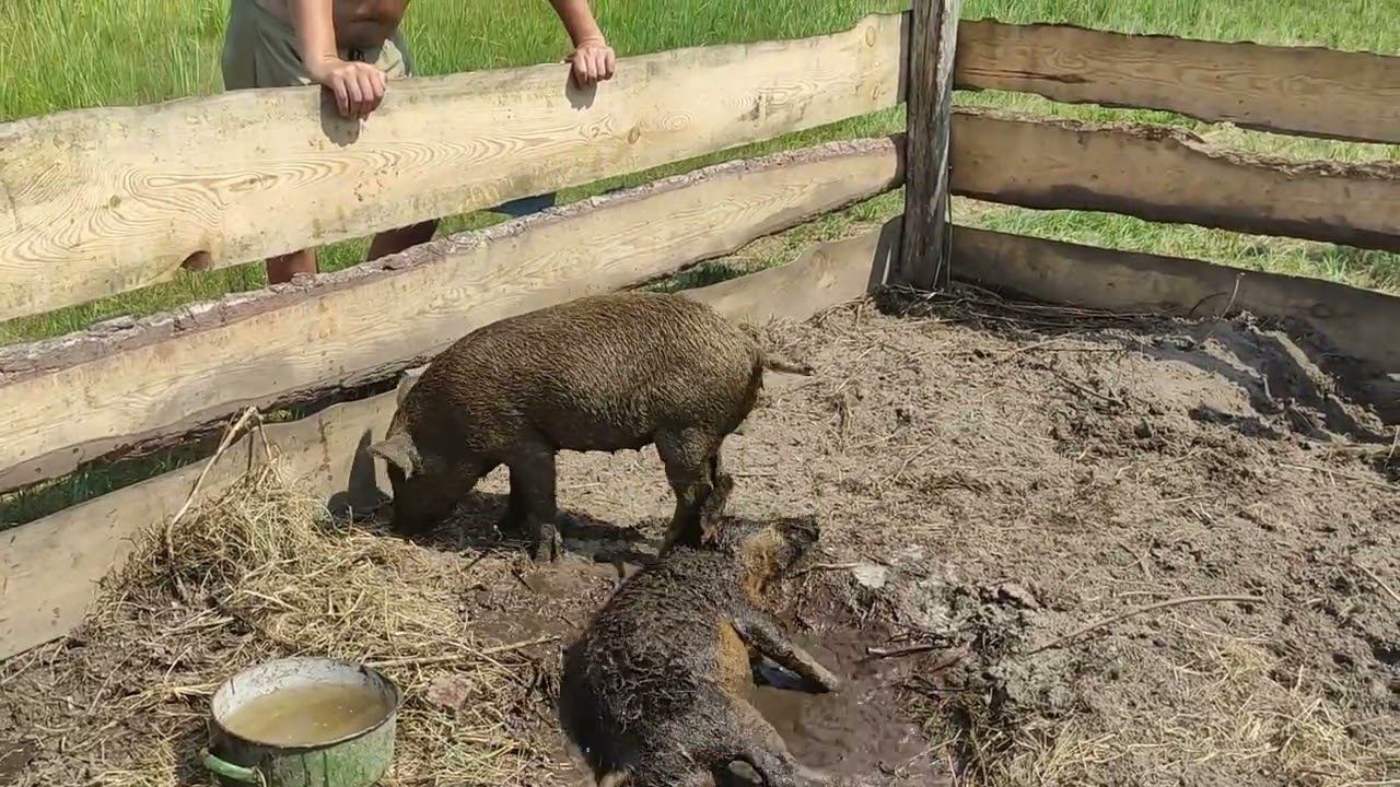 Наша жизнь. Июль. Живем на природе. В город не хотим