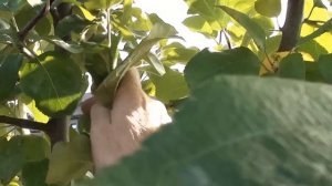 Обрезка яблонь осенью. Для чего это нужно делать и как делаю я?