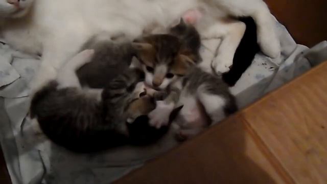 Милые три котенка играются в коробке. Three cute kittens are played in a box смотреть онлайн