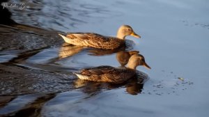 Gentle music, calms the nervous system and pleases the soul - healing music for the heart and blood