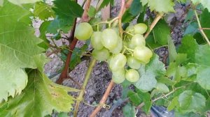 Виноград в Подмосковье посадка у реки в низине