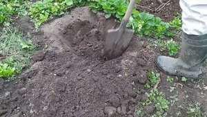 Проращивание черенков винограда в яме 💯 процентный результат.