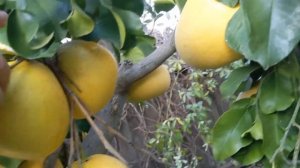 Грейпфруты сорта Melgold grapefruits #bestcitrus #citrusfruits #citruscalifornia