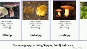 Svampangrepp, ordning Soppar, familj Suillaceae fungus pictus Elfenbenssopp Boletales Sandsopp Grå