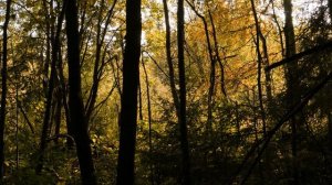 Осенний Лес. Звуки Природы в Сентябре - Ветер и Пение Птиц