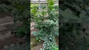 #лимон парвариши