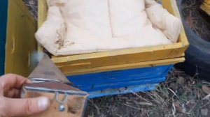 Пасека с нуля. Объединение слабых семей ранней весной.