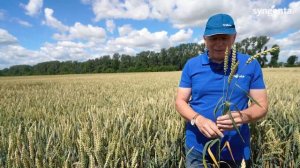 Система защиты озимой пшеницы продуктами Сингента. Снов, Горяны-Агро.