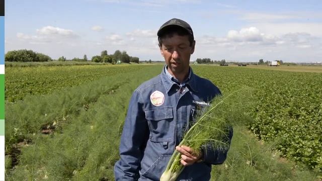 ? Фенхель Рондо (Bejo) в ООО ФЕРМЕРСКИЙ АГРОСОЮЗ ЗА РОДИНУ смотреть онлайн