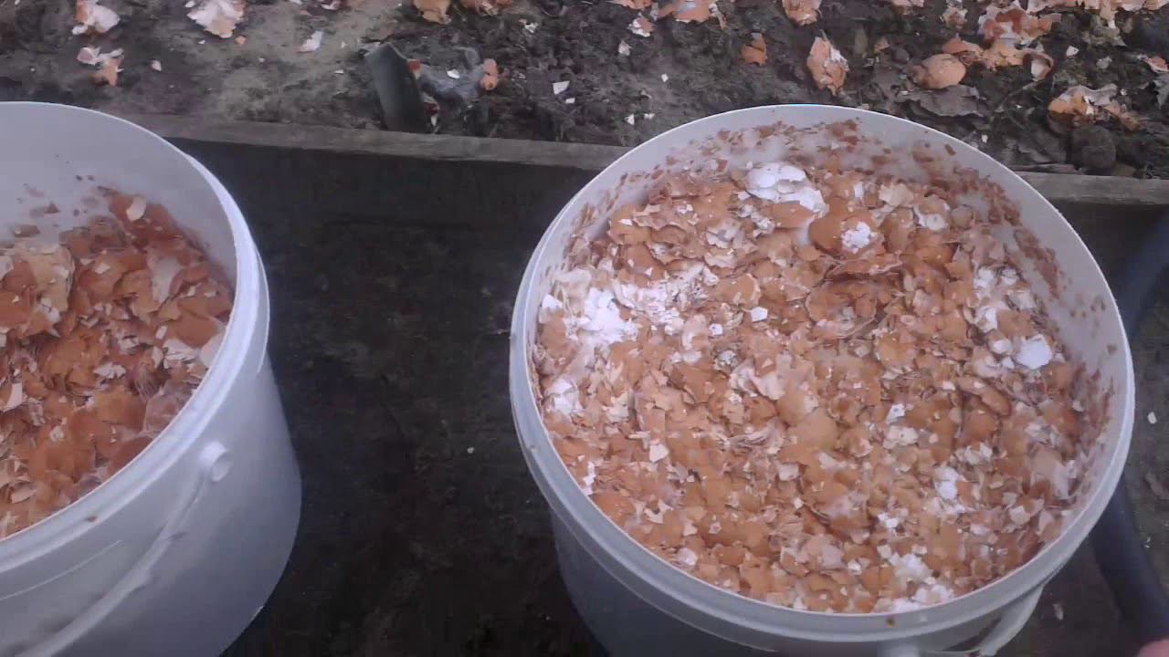 Яичная Скорлупа