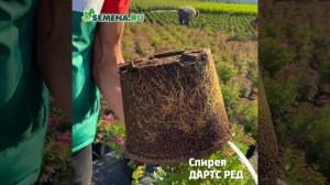 Спирея Дартс ред