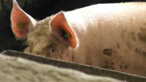 Рожа свиней (осложнения после вакцинации). Erysipelas pigs.