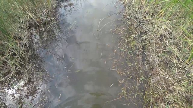 РЫБАЛКА НА КАНАЛЕ И НА РЕКЕ, САЗАН, ЗМЕЕГОЛОВ, ЖЕРЕХ, СЕНТЯБРЬ, ДОНКА, СПИННИНГ смотреть онлайн