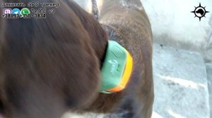 Про электроошейник iPets-618