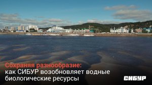 СИБУР в 2021 году выпустил в Иртыш более 25 000 мальков осетра