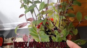 update in my TRADESCANTIA  BLOSSFELDIANA more flowers.