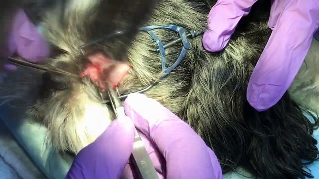 Трихиазис. Почему слезятся глаза у собаки. смотреть онлайн