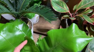 Houseplant Shopping at Big Box Stores! | Lowe's Plant Shopping! Trending Tropicals Costa Farms