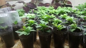 Черенки петунии в квартире укоренились. Что дальше? Мой опыт