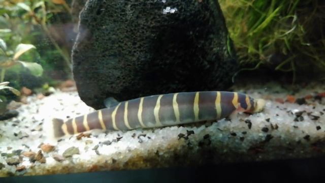 Аквариум 200 литров. Кормежка сомиков. Акантофтальмус жиробас) смотреть онлайн