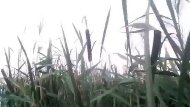 VLOG: гуляем по Казани/24.05.16 смотреть онлайн