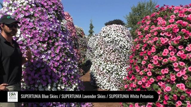 Dig Deep: Petunia Peaks (featuring SUPERTUNIA Blue Skies Petunia) смотреть онлайн