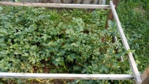 Картофель в грядах в августе, сорта картофеля устойчивые к фитофторозу.