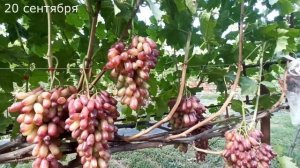 Виноград японской селекции "Маникюр фингер" Тел,WhatsApp и Viber : 8-918-43-794-43