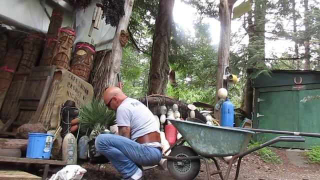 How to Plant a Mediterranean Fan Palm ( Chamaerops humilis)