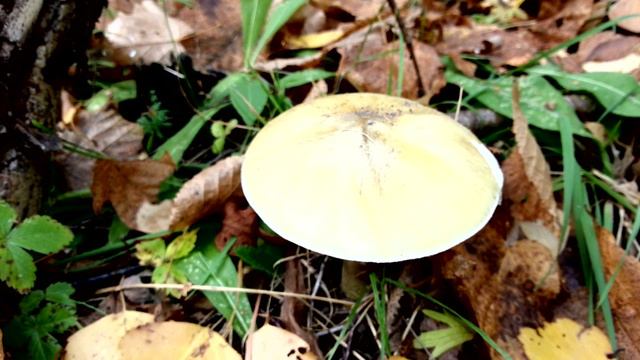 Бледная поганка - самый ядовитый гриб