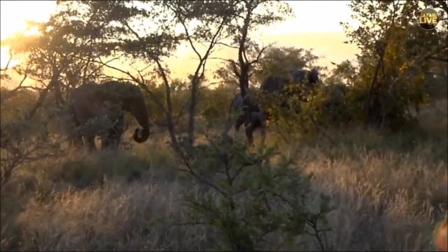 SafariLive May 17 - Elephant bulls chasing a cow. Aww..look at that baby! смотреть онлайн