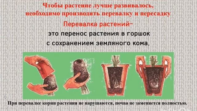 Биология. Тема урока: 