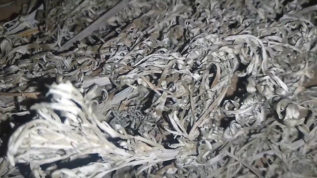 ☘️Полынь горькая. Польза полыни. Как принимать полынь. #полынь смотреть онлайн