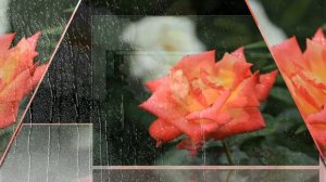 Андрей Обидин Розы и дождь.mp4