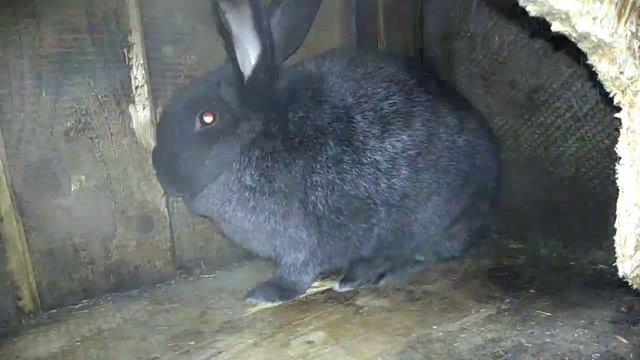 Почему кролики грызут клетки и что с этим делать? | Кролик ТВ смотреть онлайн