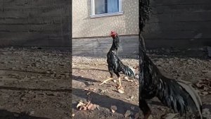 О Шамо Калуга бойцовые,    САТЫЛБАЙТ!!!