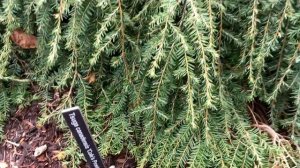 Tsuga canadensis 'Cole's Prostrate' Dwarf Spreading Hemlock  April 2, 2020