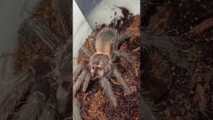 Кормление малышей птицееда ласиодора парахибана. Малыши в продаже!