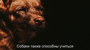 Как собаки понимают человеческую речь и команды
