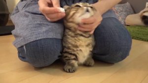 Kittisaurus LuLu - Then and Now ♥