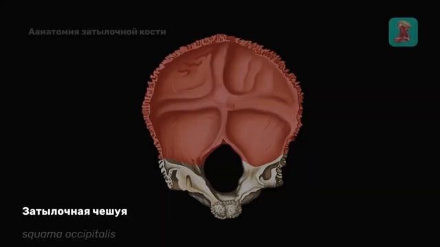 Анатомия затылочной кости смотреть онлайн