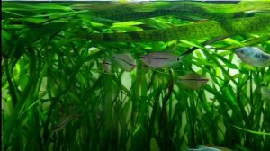 Аквариум советский СССР