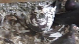 Голуби мясные  В гостях в Дмитровке