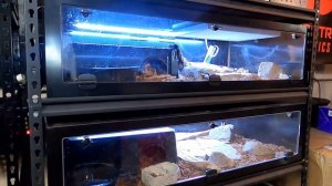 HOW TO Setup a ball python enclosure or tub !