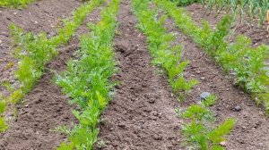 Благоприятные дни для посадки моркови в 2022 году