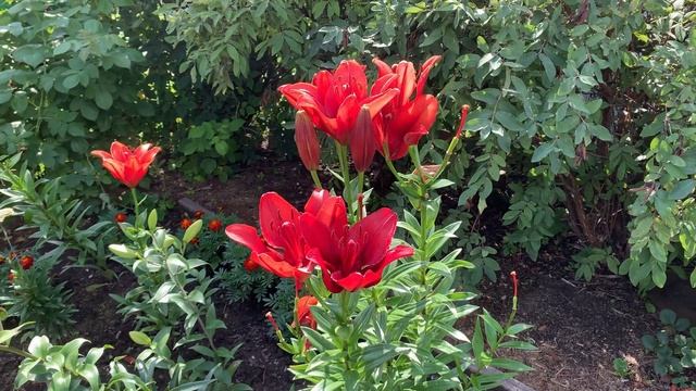 Садовые цветы смотреть онлайн